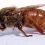 ana arı fiyatları 5