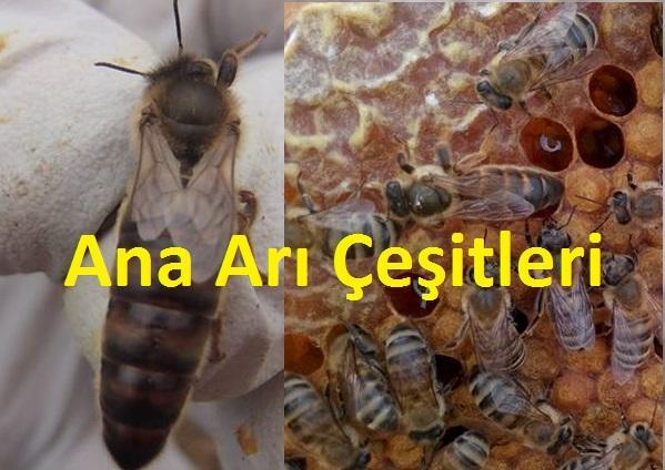ana arı çeşitleri