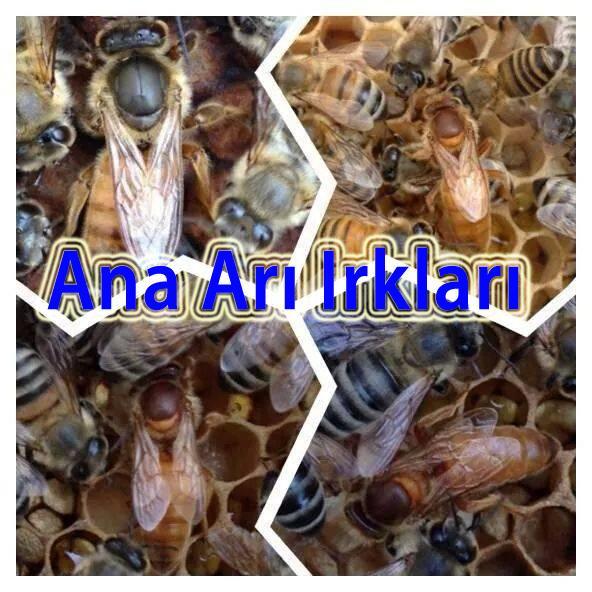 ana arı ırkları