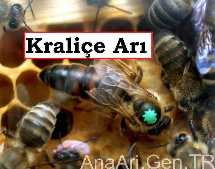 kralice ari ana ari gen