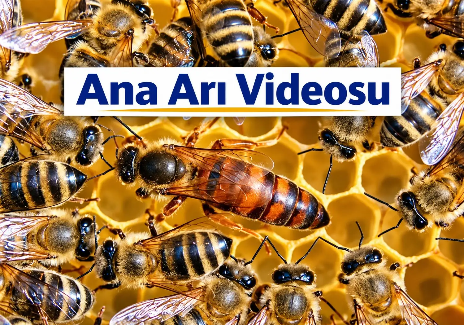 ana arı videosu 2