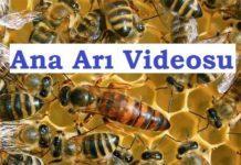 ana arı videosu