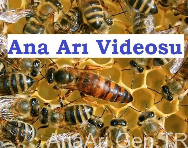 ana arı videosu