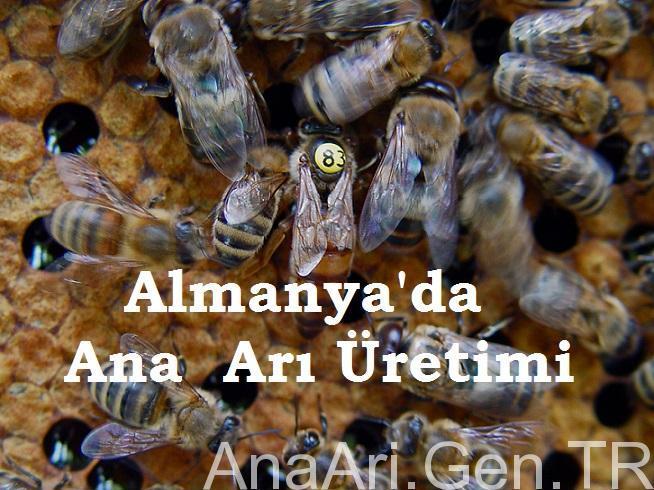 Almanya'da Ana Arı Üretimi