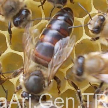 ana arı nedir 1