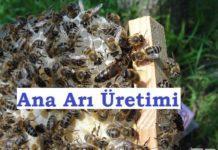ana arı üretimi