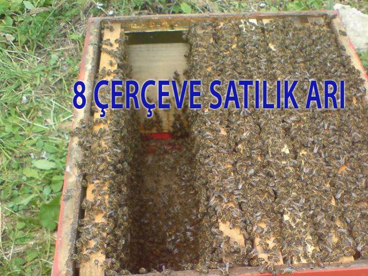 8 cerceve satilik ari ana ari gen