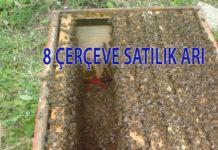 8 çerçeve satılık arı