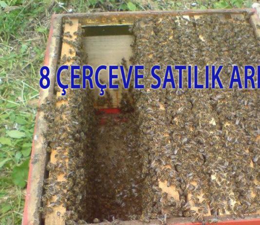 8 çerçeve satılık arı