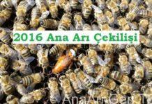 2016 ana arı çekilişi