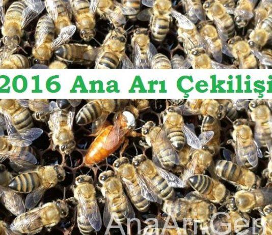 2016 ana arı çekilişi