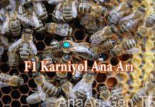 f1 karniyol ana arı