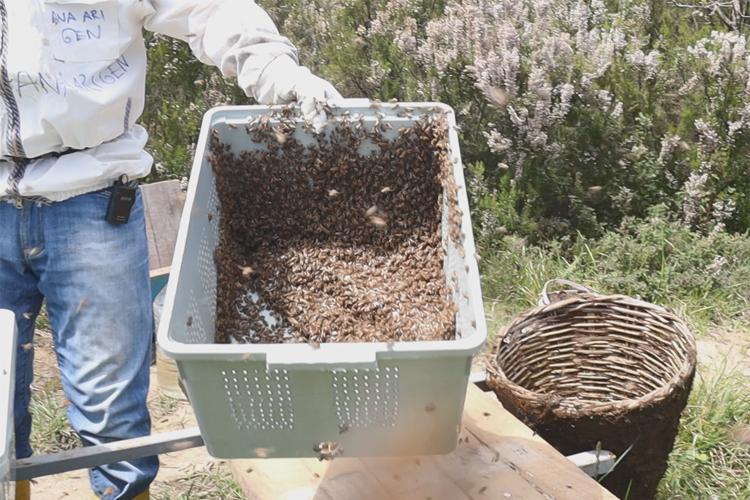 arı oğul satışı