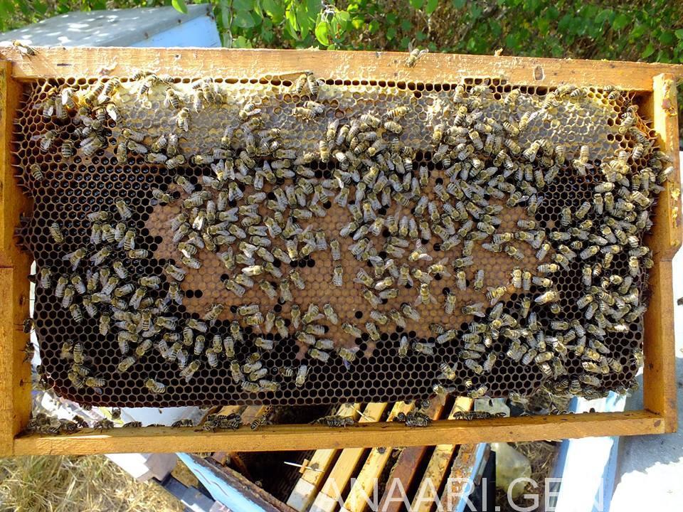 Kafkas Ana Arısının Özellikleri 3