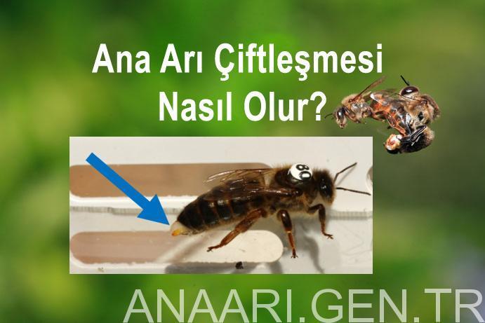 Ana Arı Çiftleşmesi Nasıl Olur