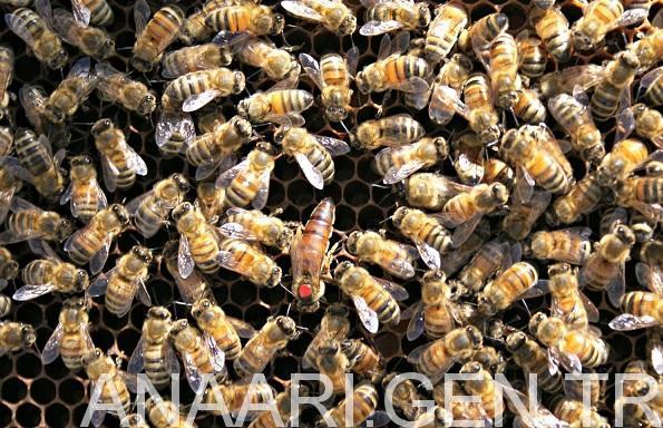 2018 ana arı fiyatları 1