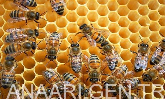 muğla arısı 3