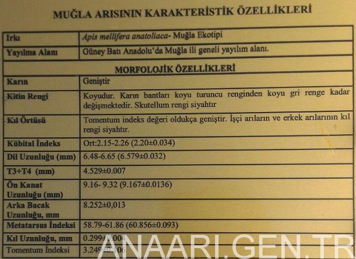 muğla arısı ve ana arı