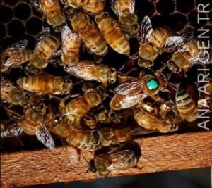 2019 Ana Arı Fiyatları 1