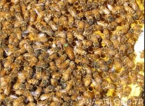 2019 Ana Arı Fiyatları 2