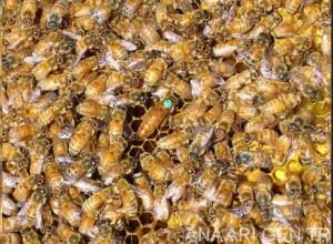 2019 Ana Arı Fiyatları 4