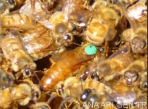 2019 Ana Arı Fiyatları 5