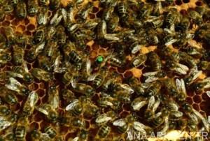 2019 Ana Arı Fiyatları 6