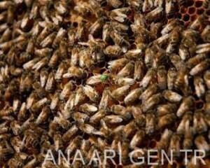2019 Ana Arı Fiyatları 7