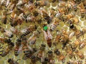 2019 Ana Arı Fiyatları 88