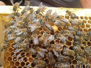 2019 yılı ana arı rengi 1