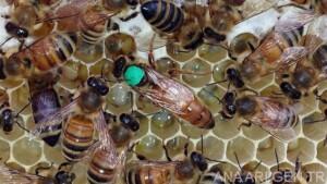 2019 yılı ana arı rengi 2