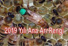 2019-yili-ana-ari-rengi