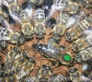 2019 yılı ana arı rengi 3