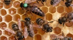 2019 yılı ana arı rengi 4