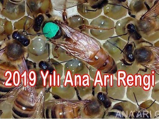 2019-yili-ana-ari-rengi
