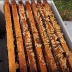 6 Çerçeveli Plastik Kutulu Paket Arı 1