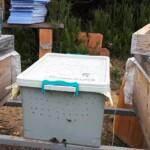 6 Çerçeveli Plastik Kutulu Paket Arı