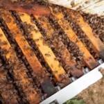 7 Çerçeveli Plastik Kutulu Paket Arı 1