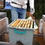 7 Çerçeveli Plastik Kutulu Paket Arı