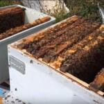 8 Çerçeveli Plastik Kutulu Paket Arı 1