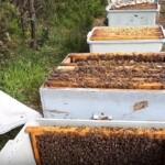 9 Çerçeveli Plastik Kutulu Paket Arı 1