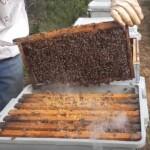 9 Çerçeveli Plastik Kutulu Paket Arı