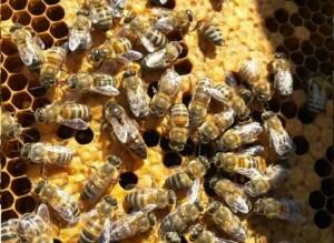 Trakya Arı Irkı ve Ana Arısı 2