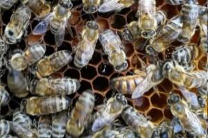 Trakya Arı Irkı ve Ana Arısı 3