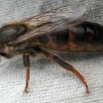 2019 yılı ana arı kampanyası 1