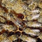 2019 yılı ana arı kampanyası