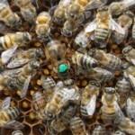 2019 yılı ana arı kampanyası 3