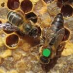 2019 yılı ana arı kampanyası 6