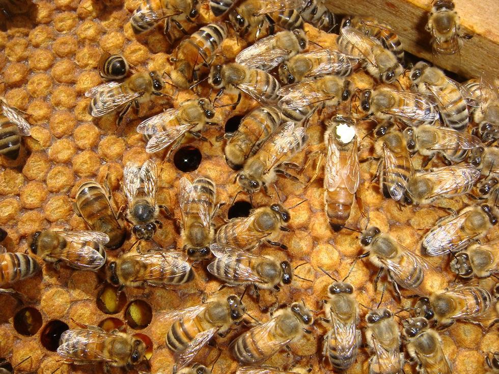 belfast ana arının özellikleri 2