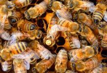 belfast ana arının özellikleri